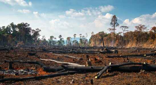 Illegal deforestation in the Amazon sad record of more than