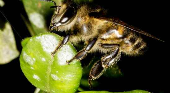 Killer bees what are stings in France