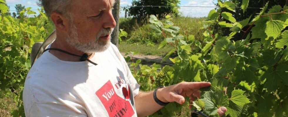 Lambton County winemaker seeks action on drift herbicide