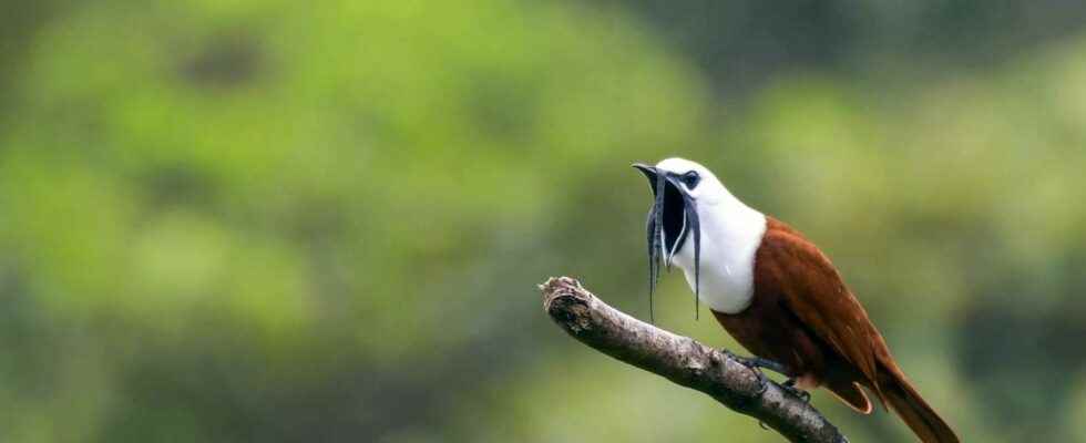 Listen to the song of this funny bird