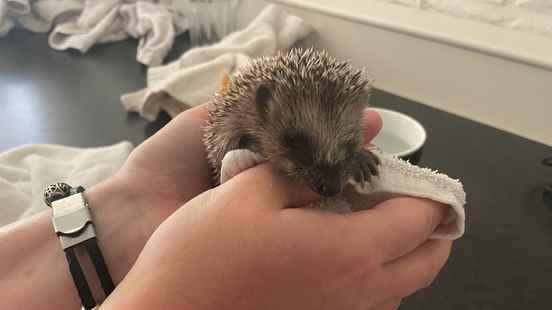 Michael found a weakened hedgehog in the house and hes