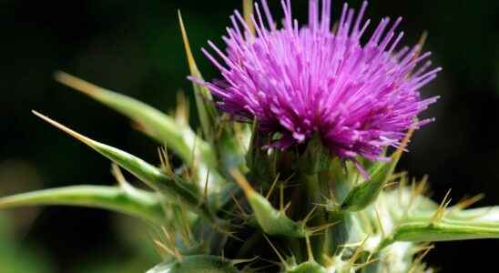 Milk thistle what is it