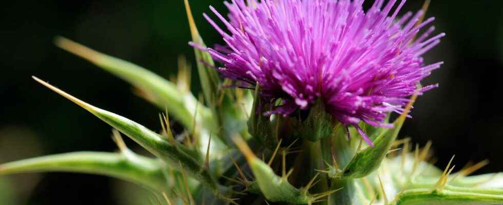 Milk thistle what is it