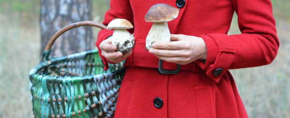 Picking mushrooms edible toxic good practices