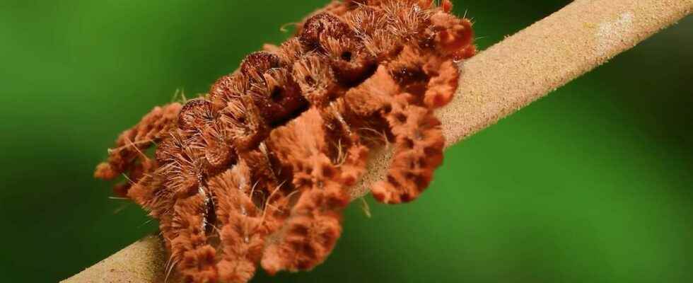 The caterpillar that wants to be as scary as a