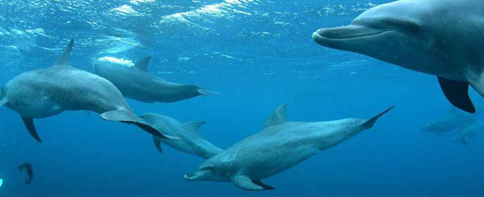 These dolphins maintain an incredible social network