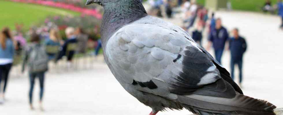 This new pigeon droppings scam swarms the streets of France