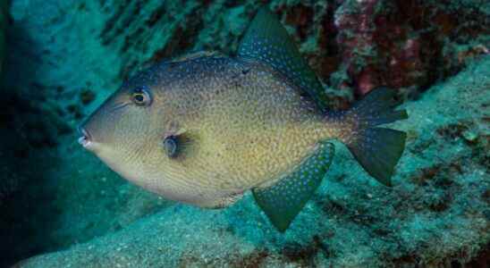 Triggerfish how to react in the event of a bite