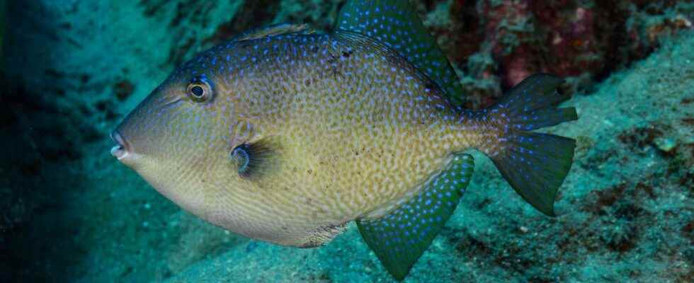 Triggerfish how to react in the event of a bite