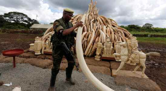 Wanted US ivory trafficker extradited from Kenya