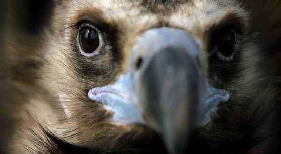 the vultures of the Greek natural park of Dadia survivors