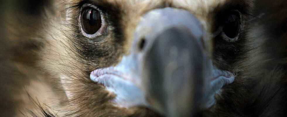 the vultures of the Greek natural park of Dadia survivors