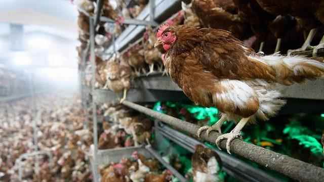 Bird flu alert in England All poultry will be kept