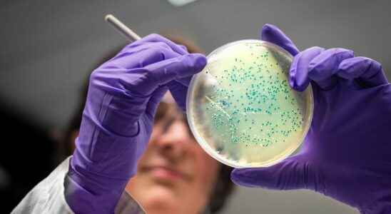 Cancer using magnetized bacteria to treat tumors