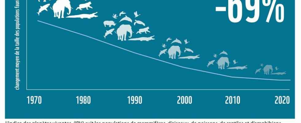 Collapse of wildlife figures to put into perspective