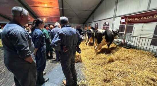 Farmers more fanatical than ever at Koeiemarkt Woerden Cleaning and