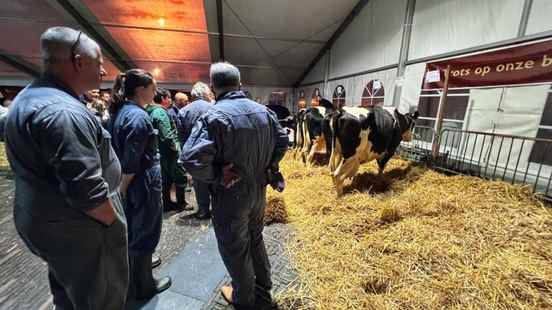 Farmers more fanatical than ever at Koeiemarkt Woerden Cleaning and