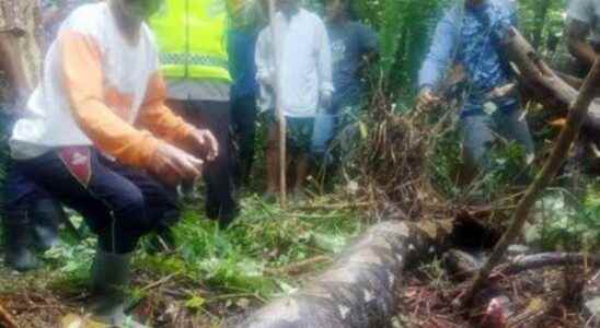 Horrible incident in the jungle in Indonesia The woman who