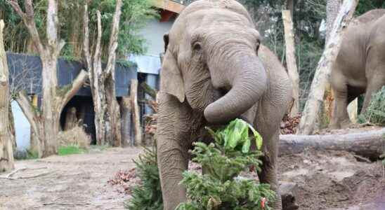 Job 15 walks from Ouwehands to Amersfoort Zoo against elephant