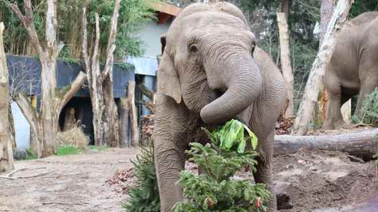 Job 15 walks from Ouwehands to Amersfoort Zoo against elephant