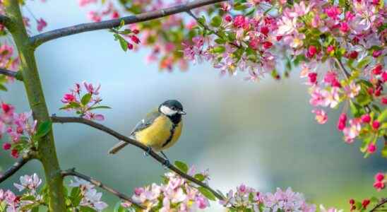 Listen to the birds sing its good for morale