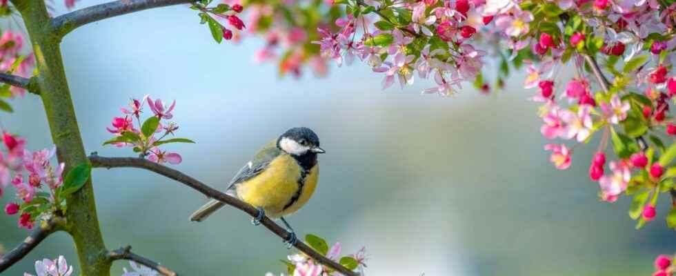 Listen to the birds sing its good for morale