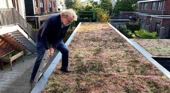 Neighbors put a green roof on sheds in Odijk together