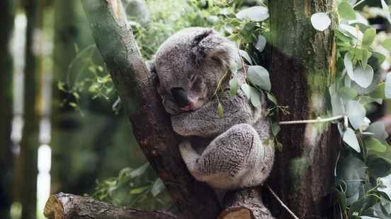 Ouwehands Zoo gets the first koala enclosure in the Netherlands