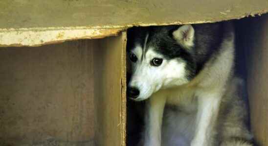 Rabies a case of canine rabies detected near Paris