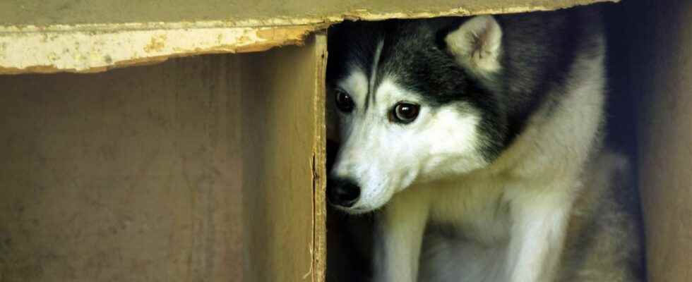 Rabies a case of canine rabies detected near Paris