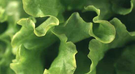 Ready made salad behind autumns salmonella outbreak