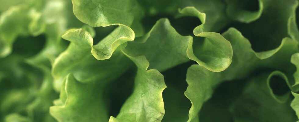 Ready made salad behind autumns salmonella outbreak