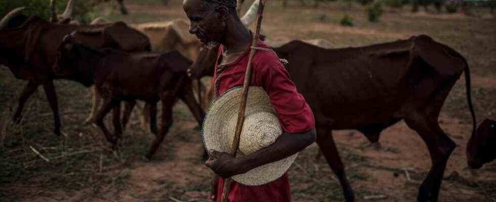 Transhumant pastoralists in the Sahel increasingly stuck in peri urban areas