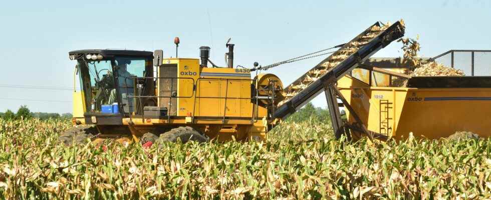 Weather has been a challenge for Chatham Kents seed corn growers