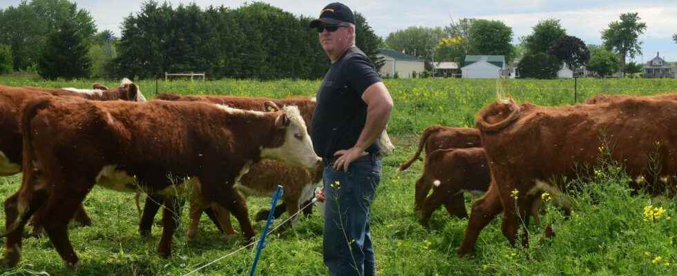 Why a long time cover crop advocate is adding cattle to