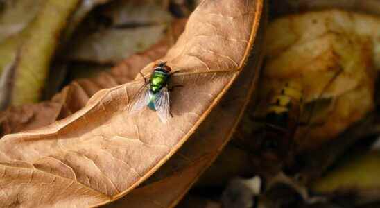 Why you should avoid eating what flies have touched