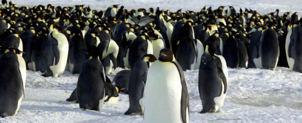 the endangered emperor penguin