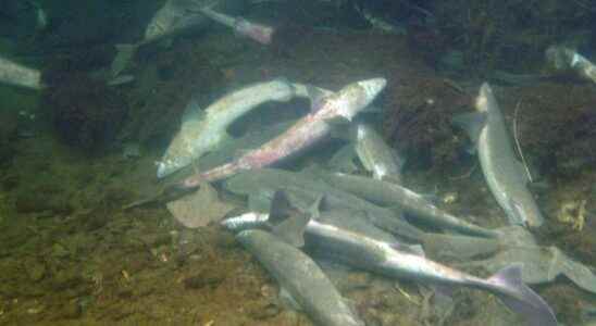 A suspect in the shark death in Lysekil