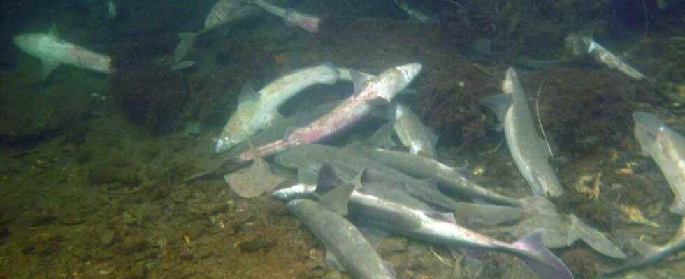 A suspect in the shark death in Lysekil