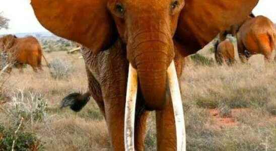 Africas largest tusker female elephant has died