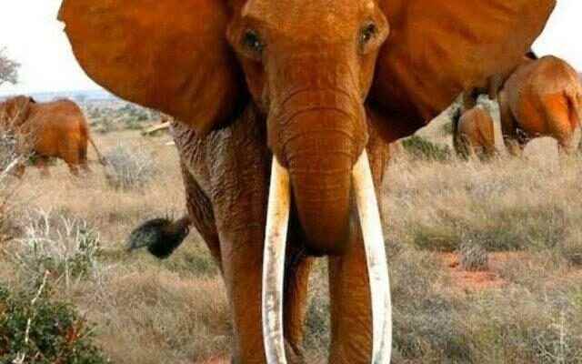 Africas largest tusker female elephant has died