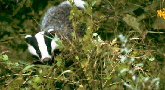 Badger gun brought two years in prison