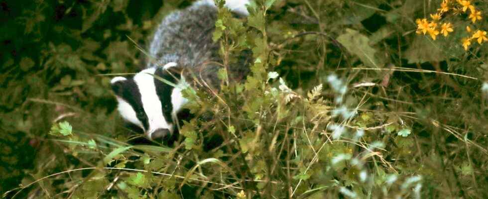 Badger gun brought two years in prison