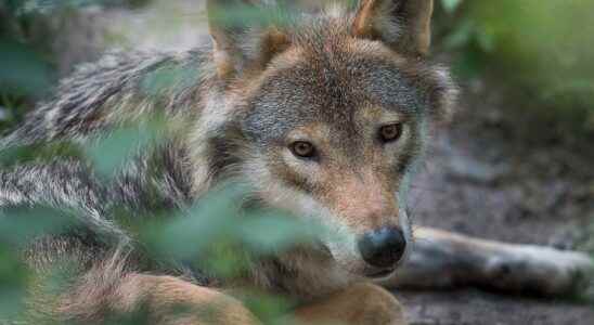 Boras zoo euthanized the wolves