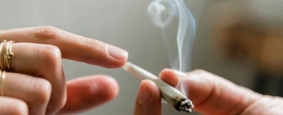 Cannabis smokers more at risk of emphysema than cigarette smokers