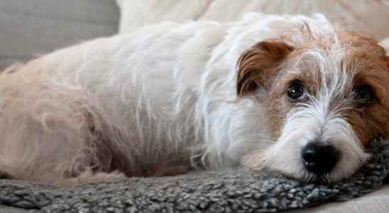 Dog lost his sight vet is pricked