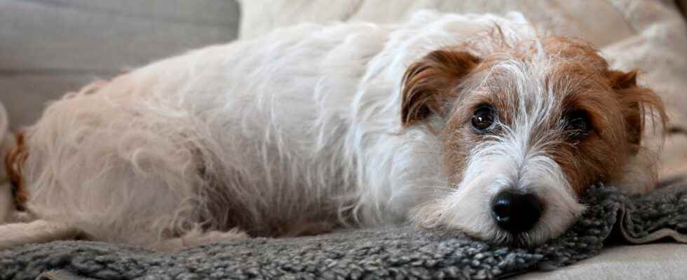 Dog lost his sight vet is pricked