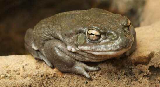 Dont Lick Magic Toads US National Parks Urge