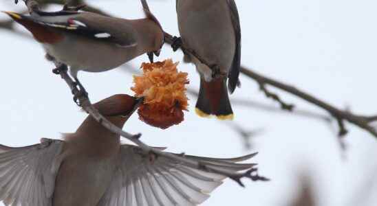 Drunk birds met death in bus shelters