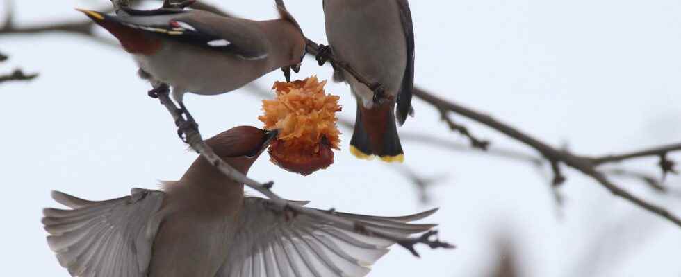 Drunk birds met death in bus shelters